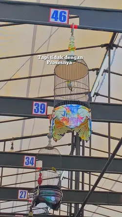 Kicau mania