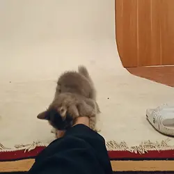 kucing lucu