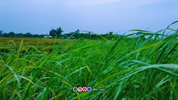 গ্রামীণ শীতল পরিবেশ.