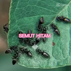 Semut Hitam 
