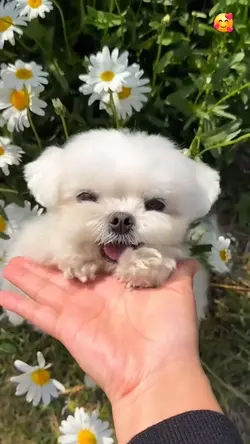 Cute dog