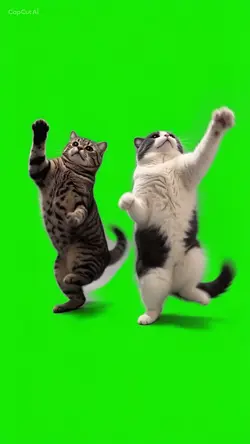 Gatos bailarines