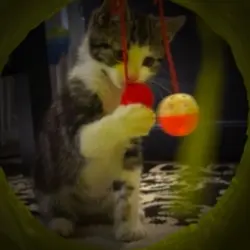 cat template