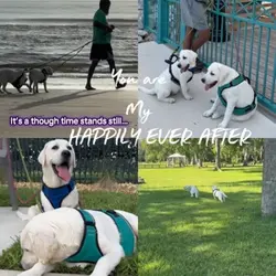 Happily Ever After