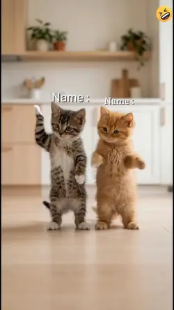 Funny Cat?