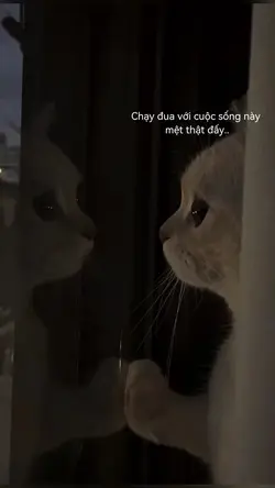 Mệt thật đấy 