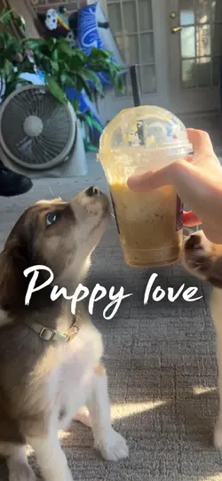 Puppy love 