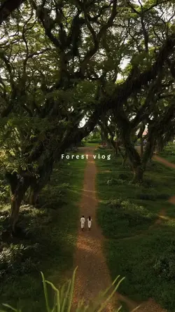 Forest Vlog Nature