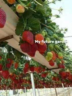 My future garden 🪏 🪴
