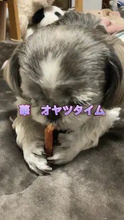 可愛いペット
