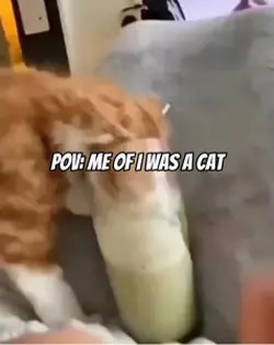 POV:me of I was a ca