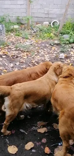 branch is life