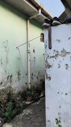 sapi nyanyi 