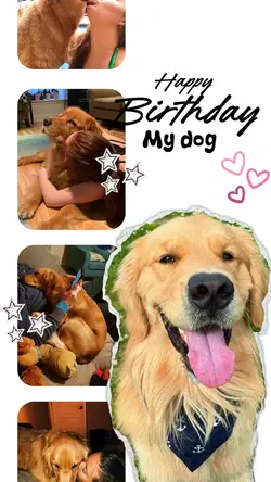 Birthday my dog