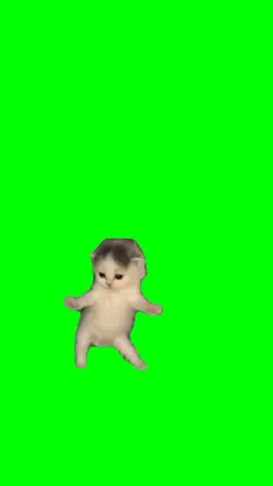 got that feeling cat