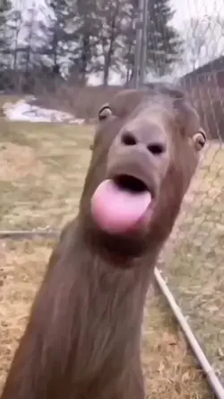 goat meme