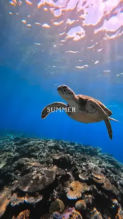 summer