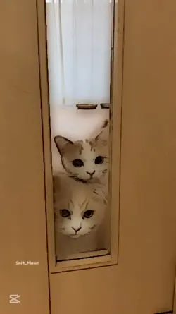 kedi fancam