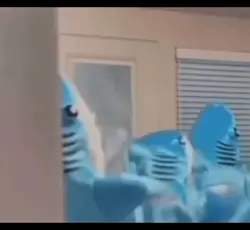 dance du requin 