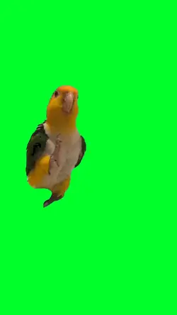 Bird meme