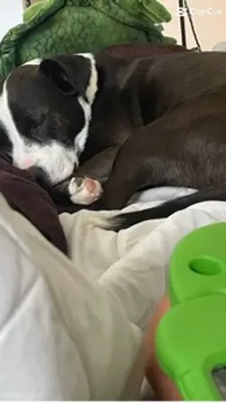 Pet photo dump