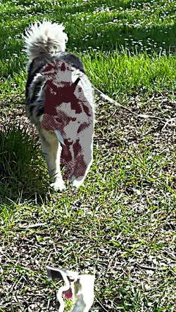 Husky vibe