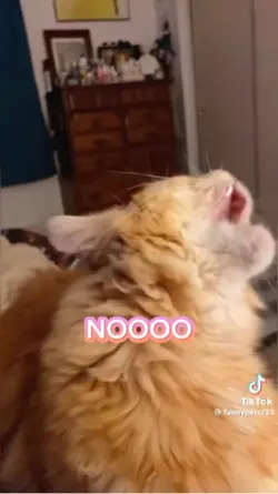 Cat memes Part 5