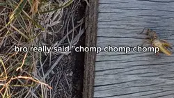 chomp