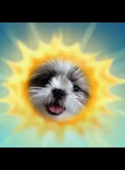 dog