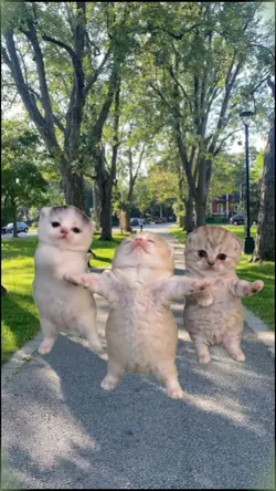 CUTE KITTEN DANCE