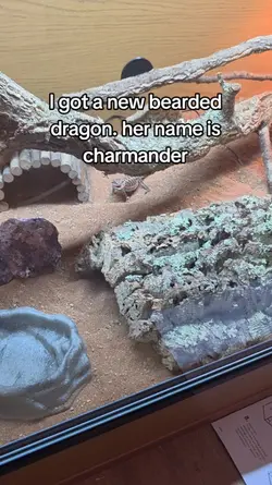 my new dragon 