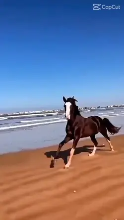 slowmo