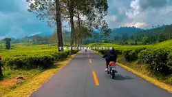 Timber Slowmo 
