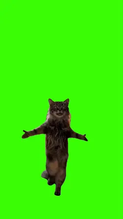 Cat/Gato