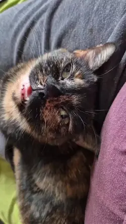 cat capcut template 