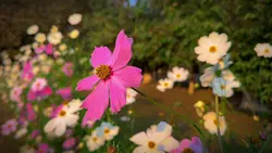 Flower 🌺 