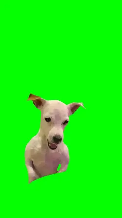 Dog got angry 