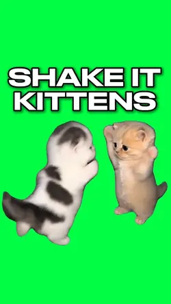 SHAKE IT KITTEN MEME