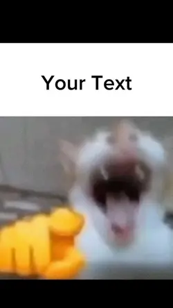 Cat laughing