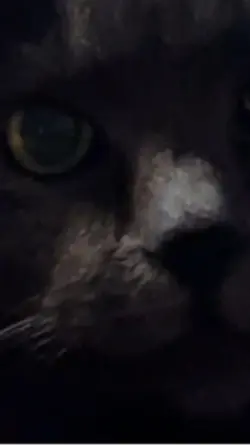 Katzen bei Nacht 