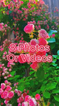 8 Photo Slides