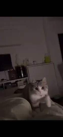 Free Cat Clip!