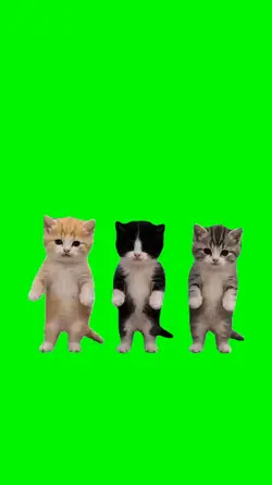 cat dance trio