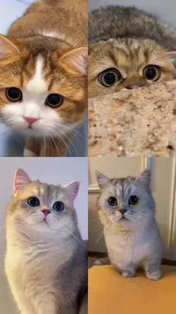 Cute Cat