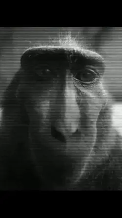 Monkey edit