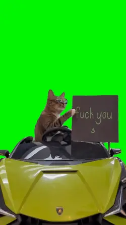 Funny Cat Meme
