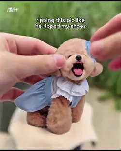 Pet Paper Tear