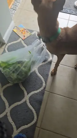 dog 