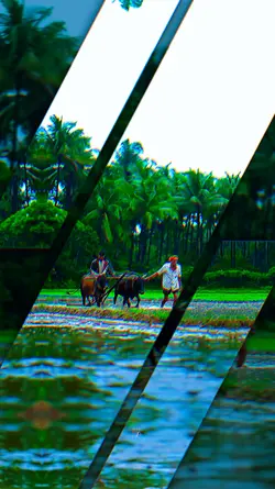 Village cultivation 