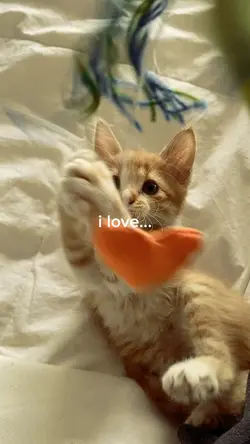 cute cat